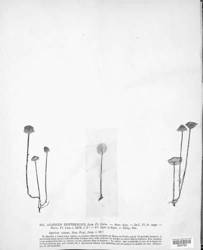 Mycena epipterygia image